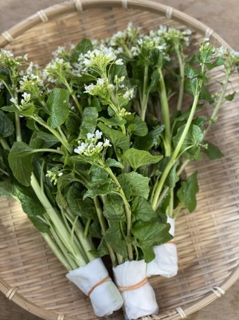 山菜 春の 春の山菜は栄養たっぷり！ 管理栄養士おすすめの調理法とは？